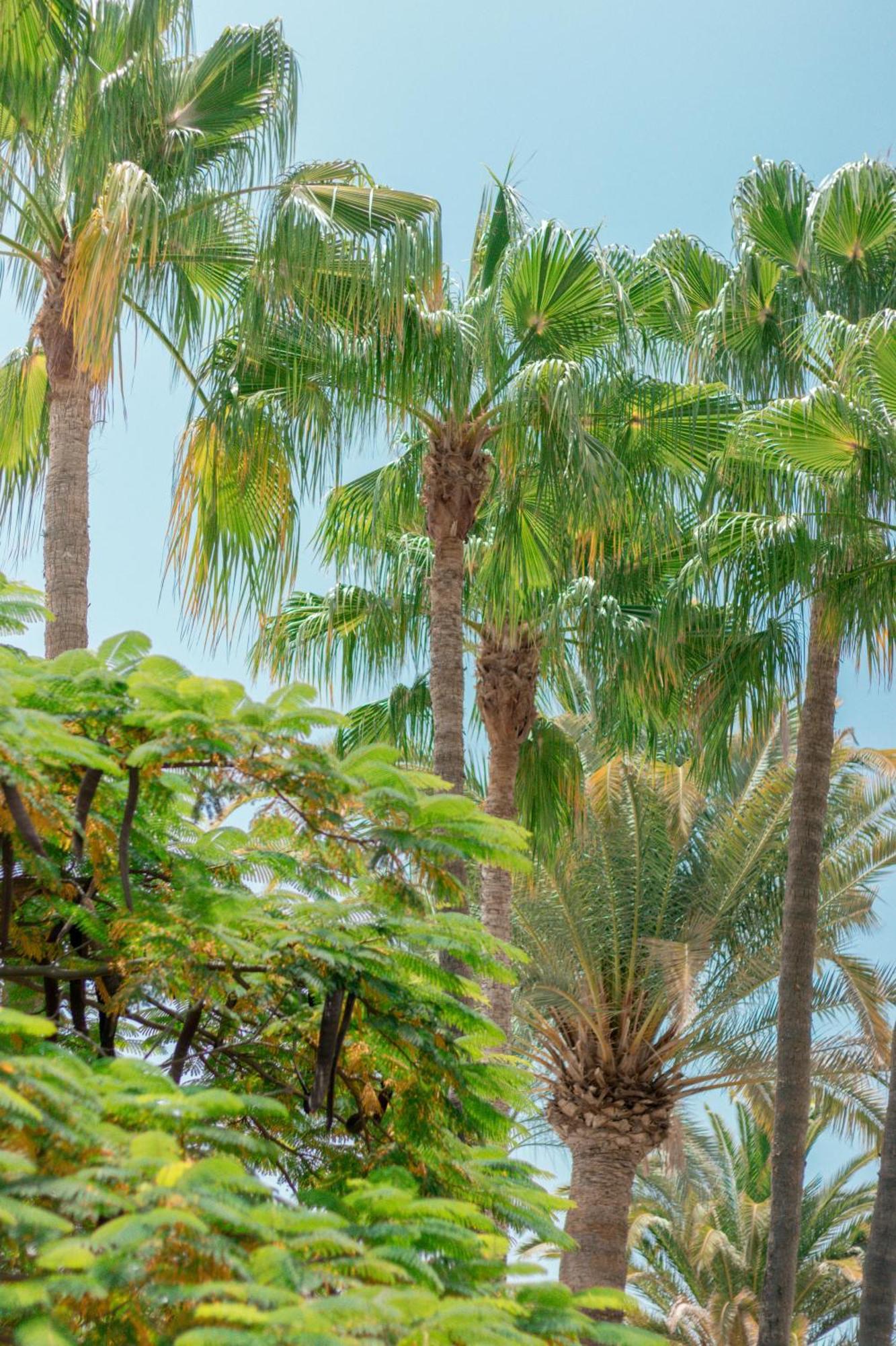 Apartamentos El Palmar Playa del Inglés Extérieur photo